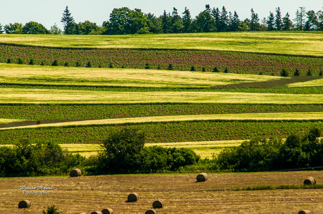 Agriculture-field-3012