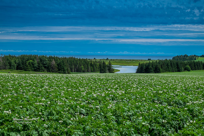 Potatoe-field-7038